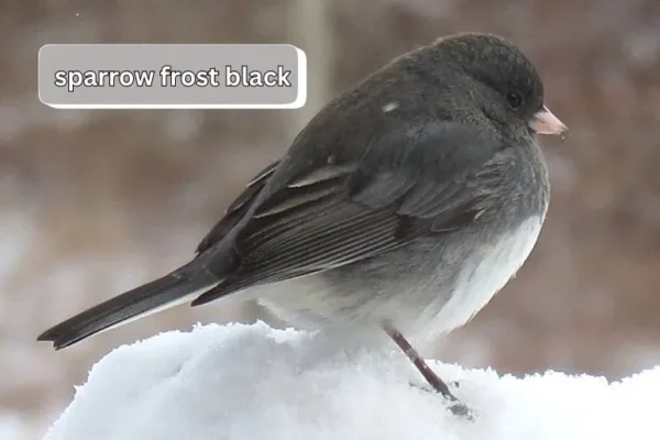 Sparrow Frost Black | Unveiling Nature's Enigma