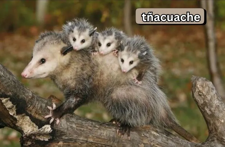 Tñacuache | Discovering the Secrets of the Opossum